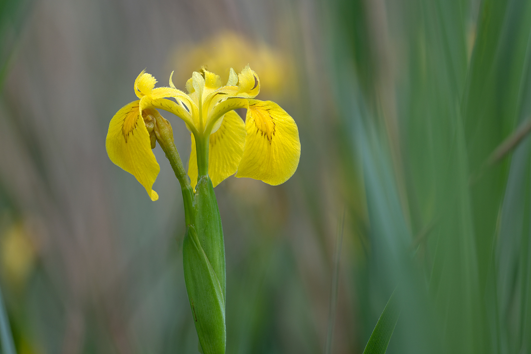 Iris Pseudacorus