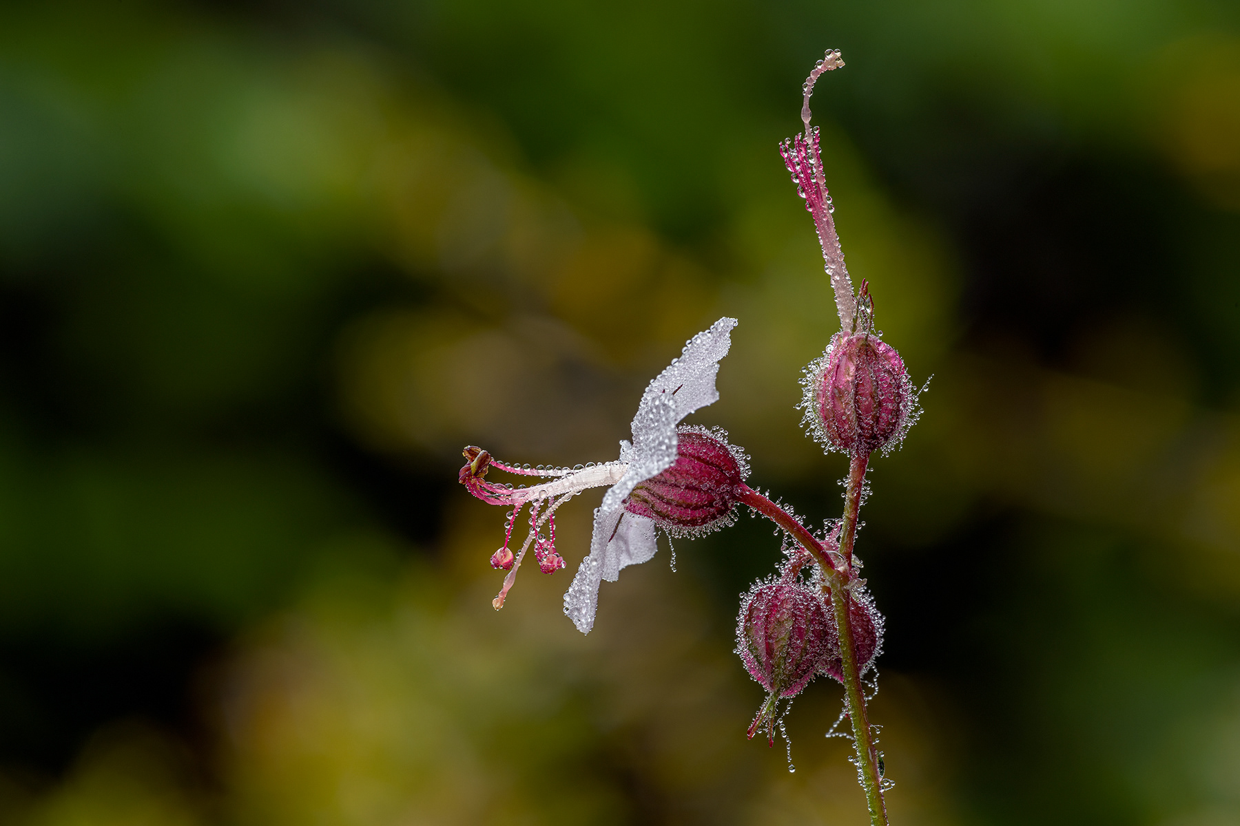 Fiore erba Pepe