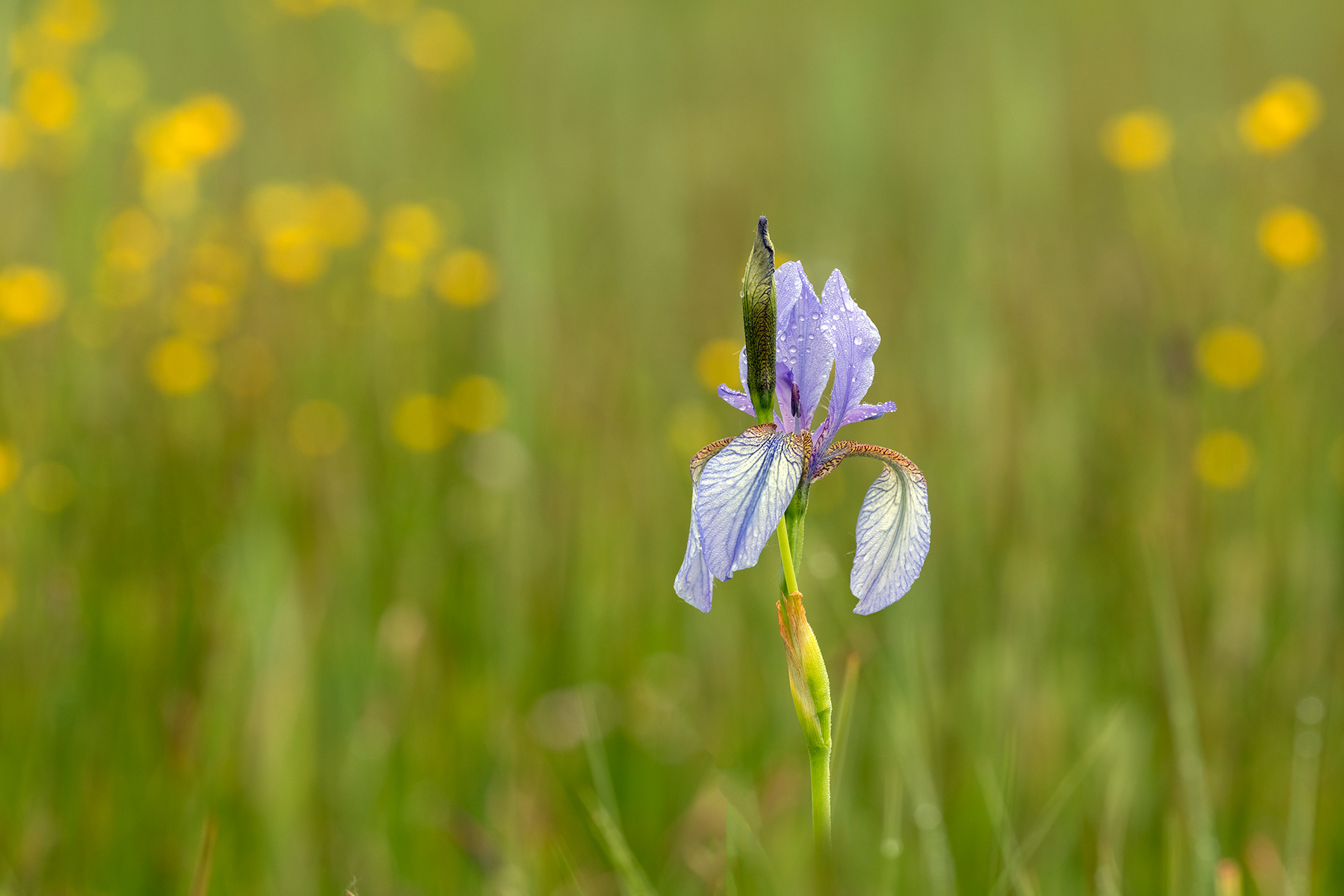 Iris Sibirica