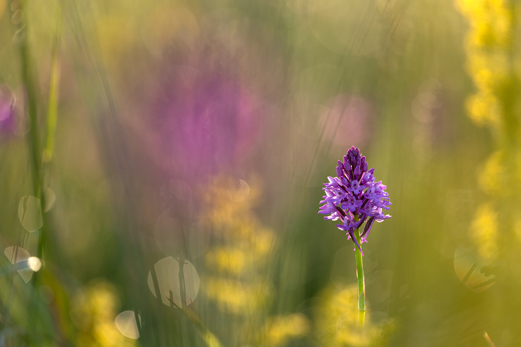 Anacamptis Pyramidalis