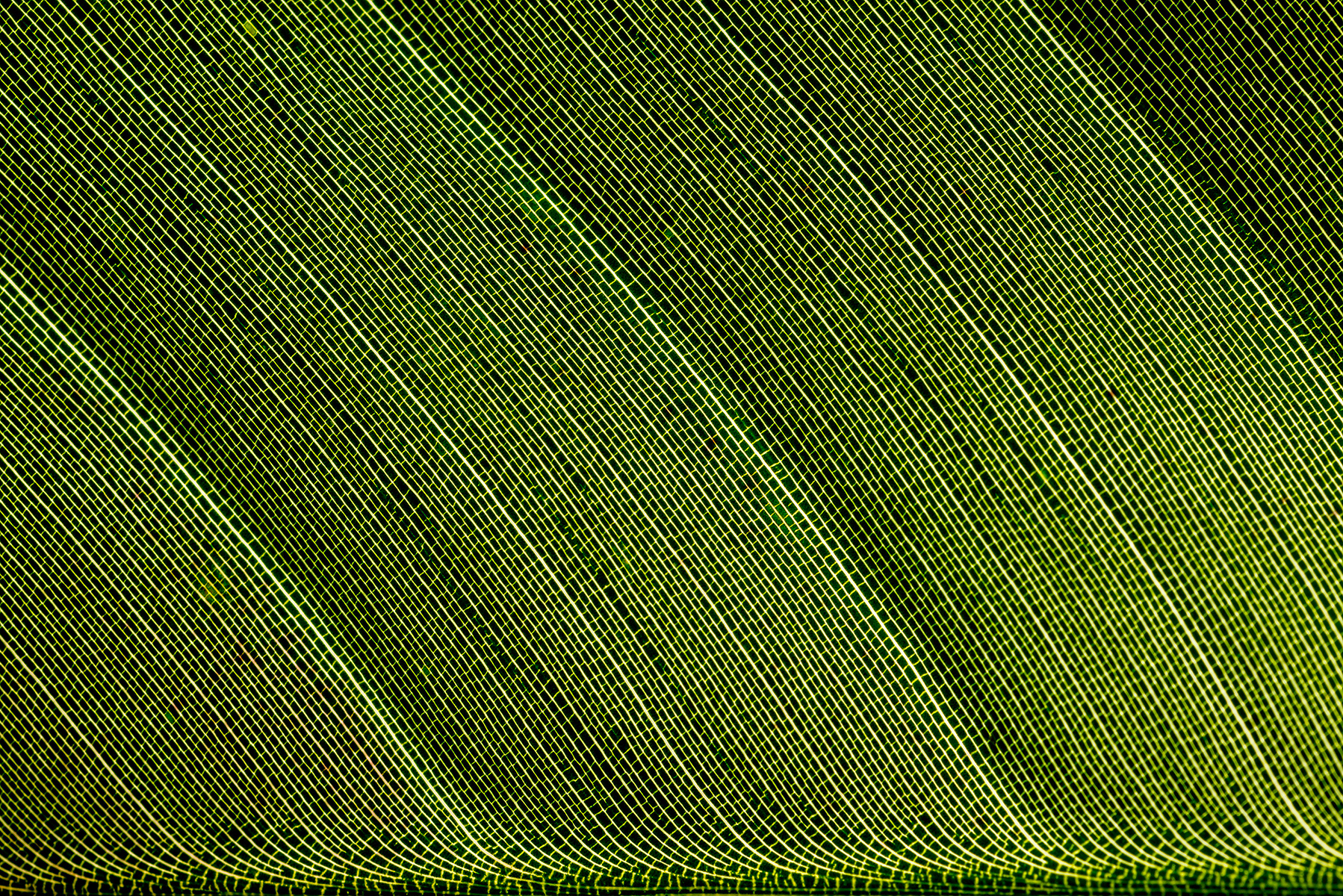 Foglia - Leaf