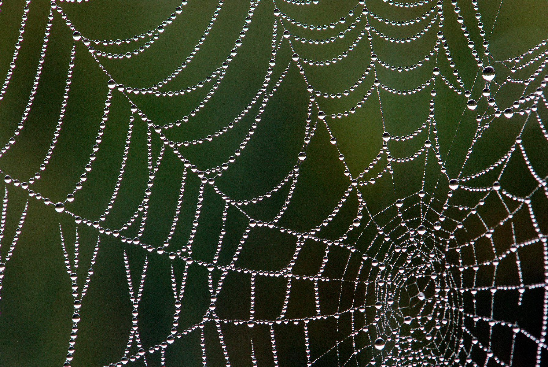 Ragnatela - Web
