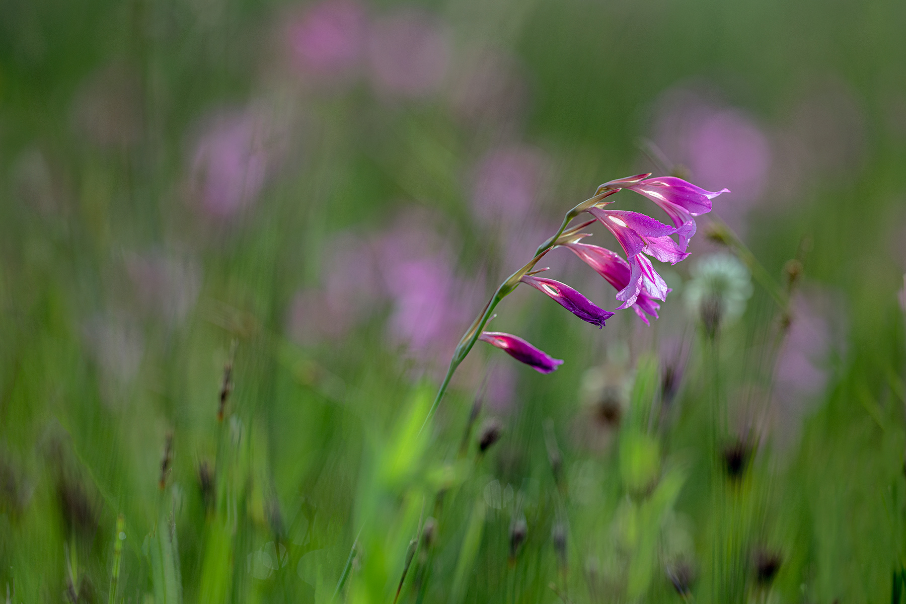 Gladiolus Palustris