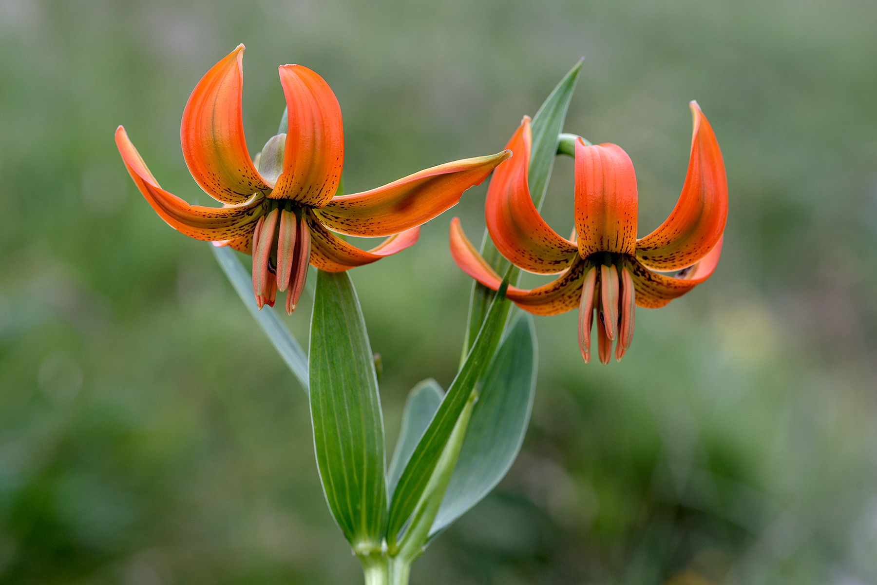 Lilium Carniolicum