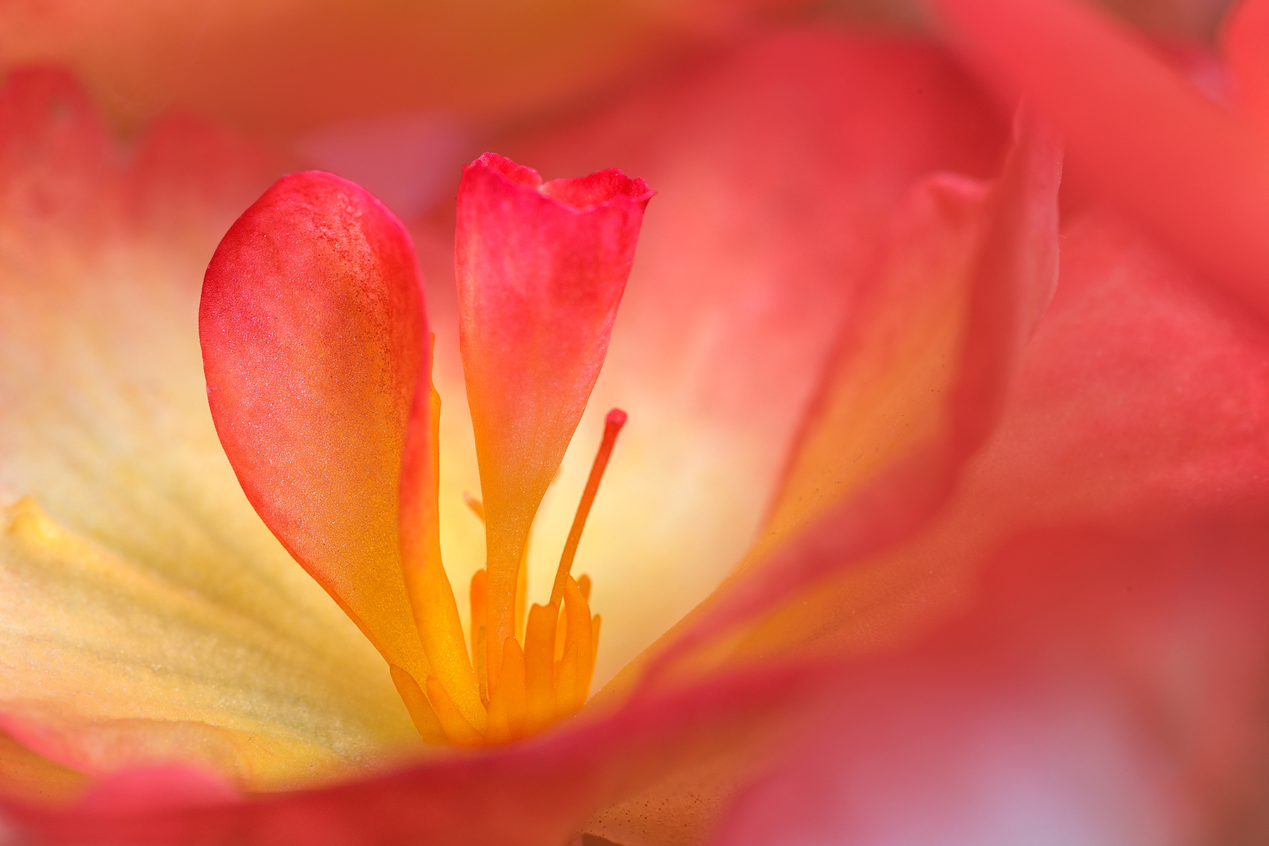 Begonia