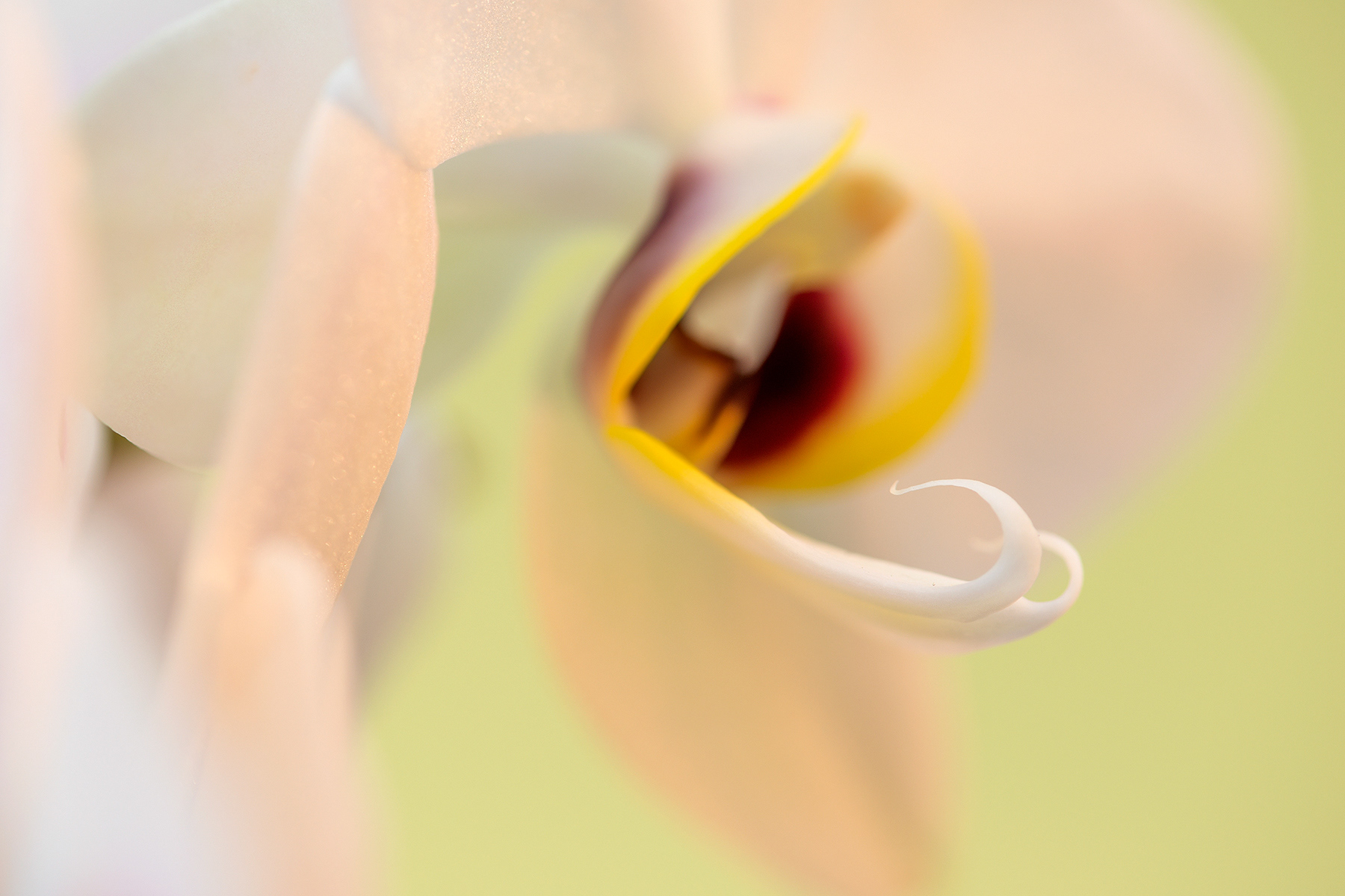 Orchidea - Orchid