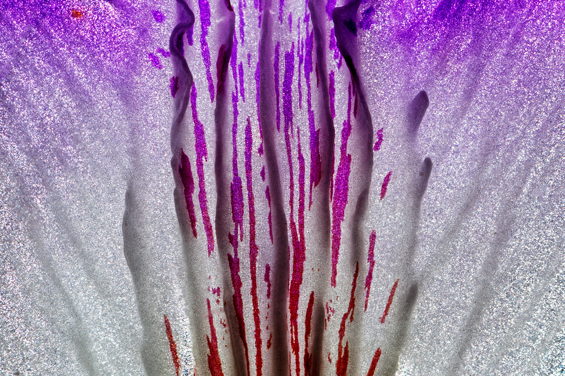 Bletilla