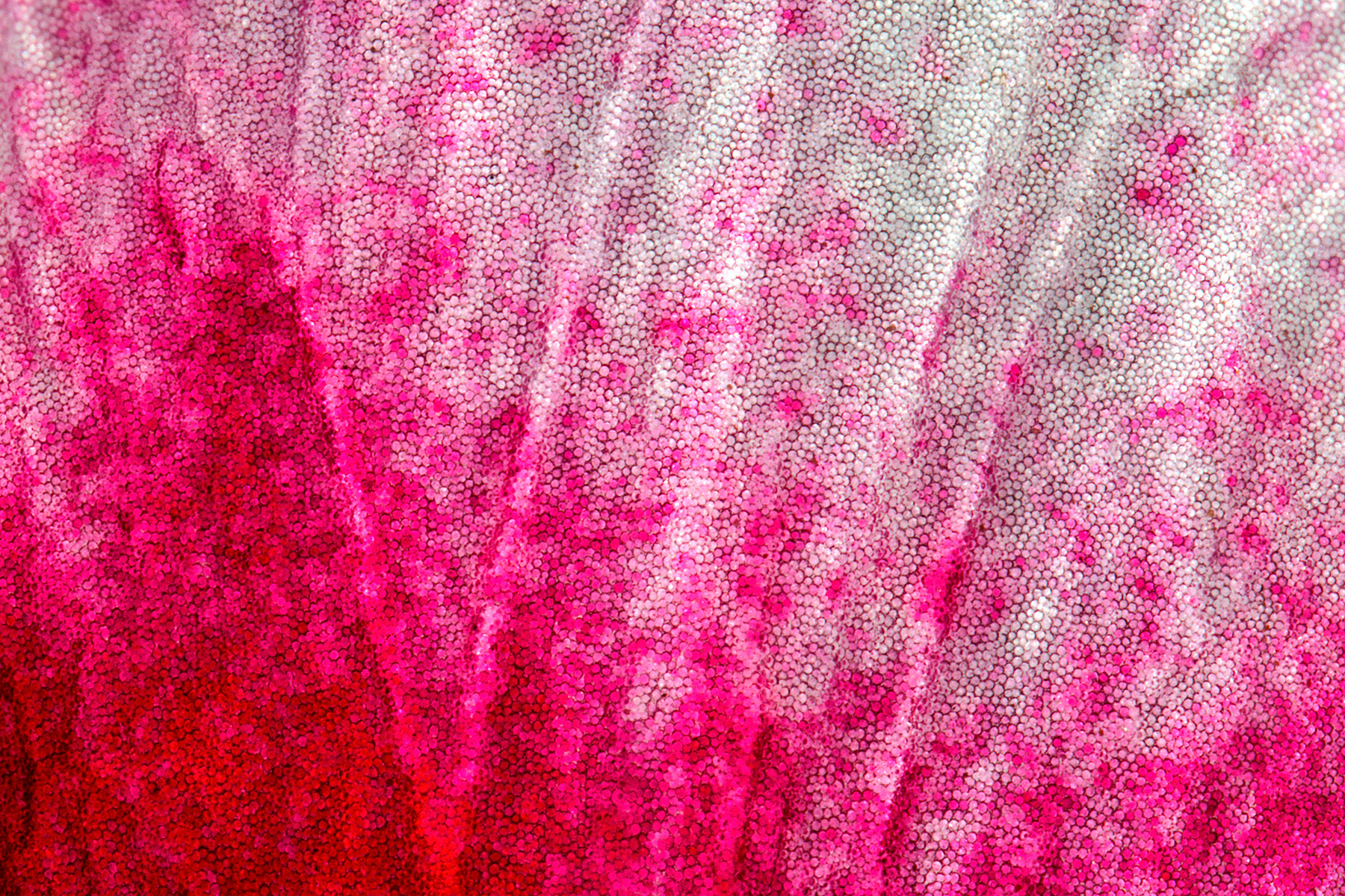 Petalo Geranio - Geranium Petal