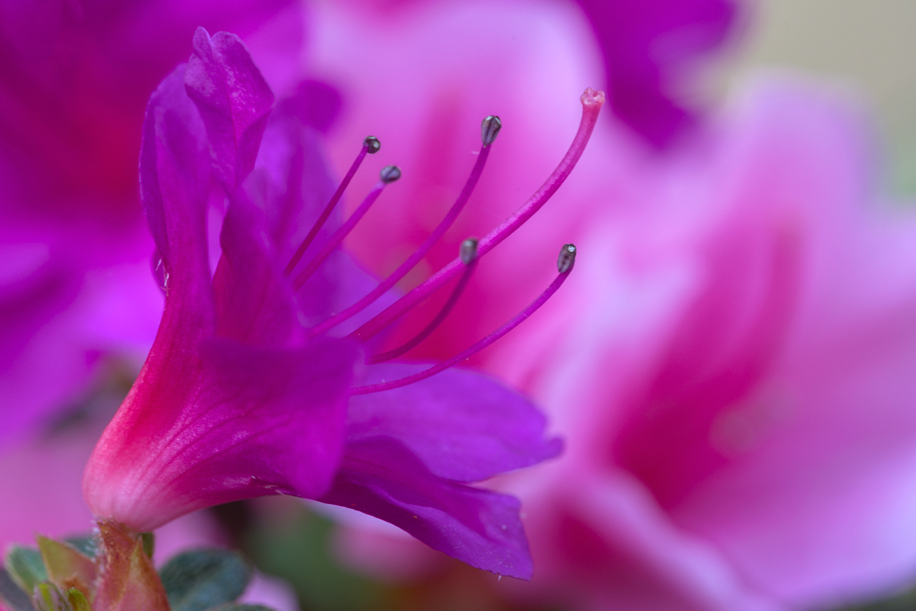 Azalea