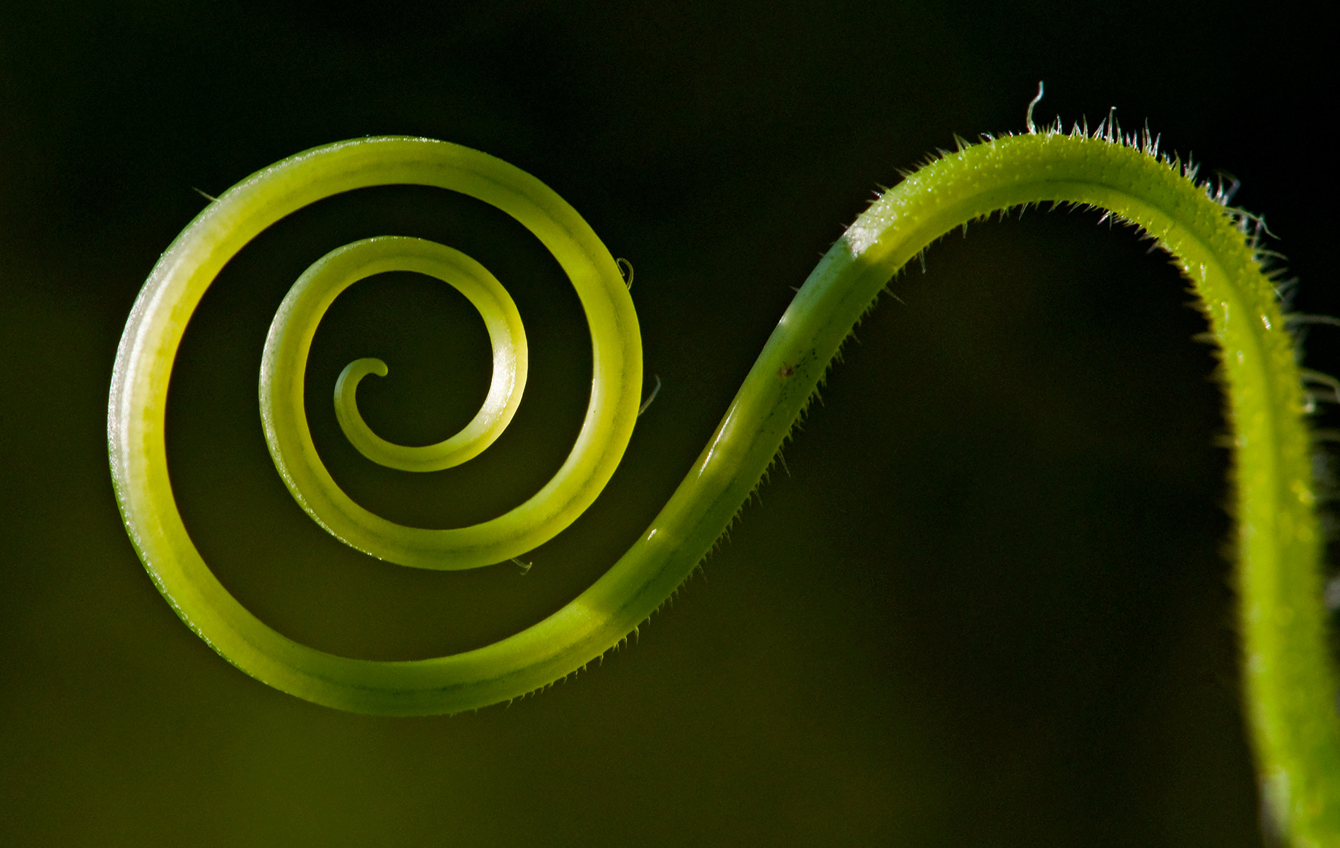 Viticcio - Tendril