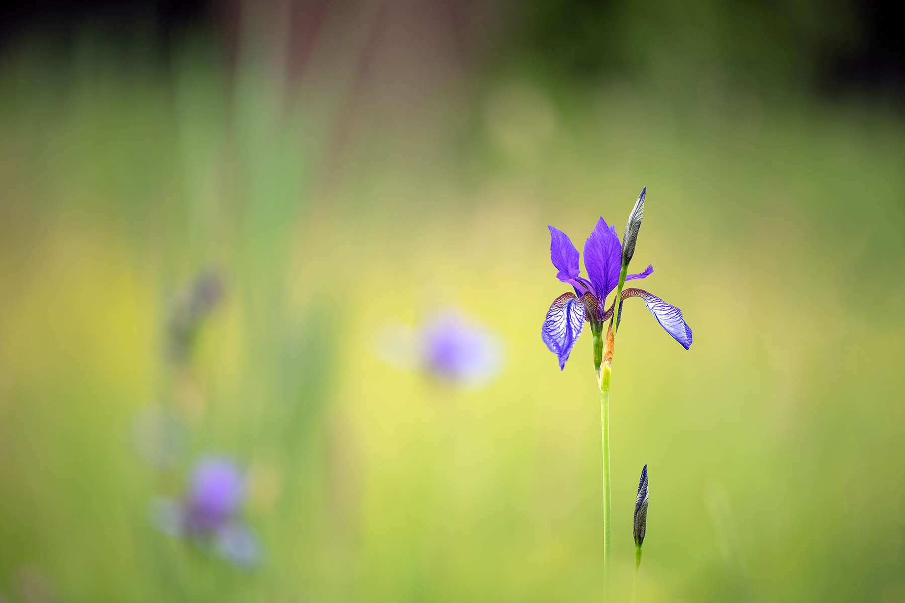 Iris Sibirica