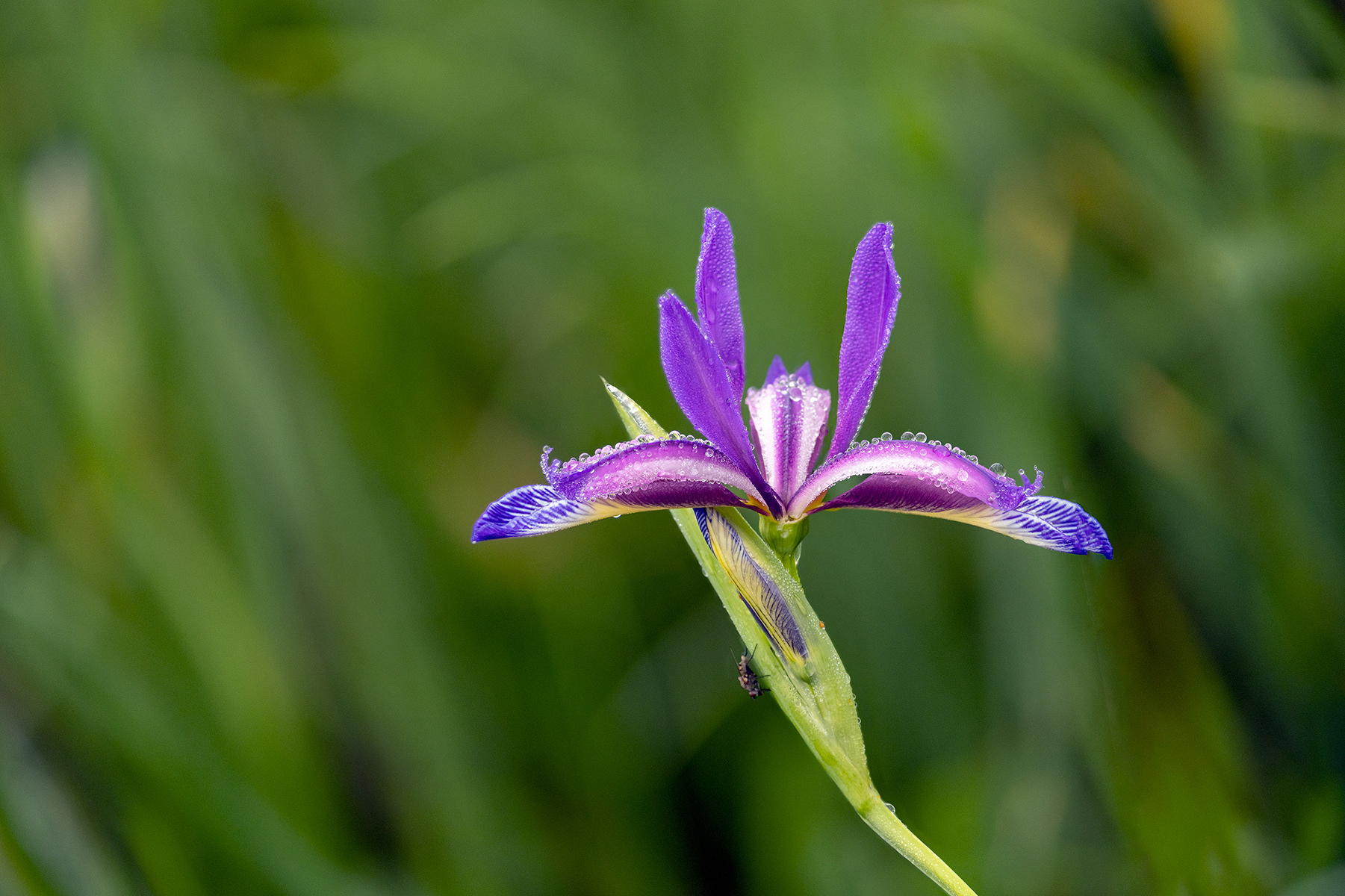 Iris Graminea
