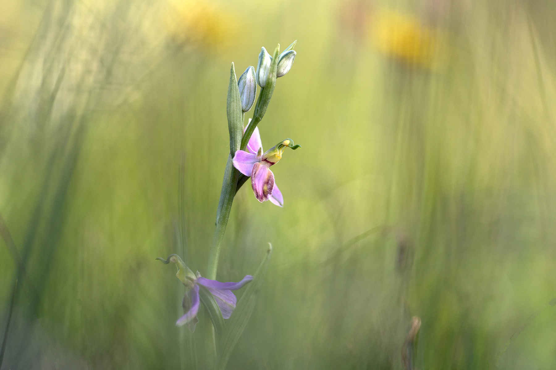 Ophrys Apifera Var. Tilaventina