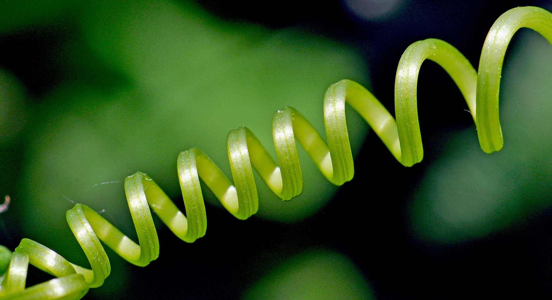 Viticcio - Tendril