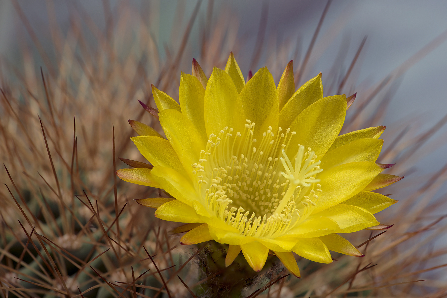 Mamillaria