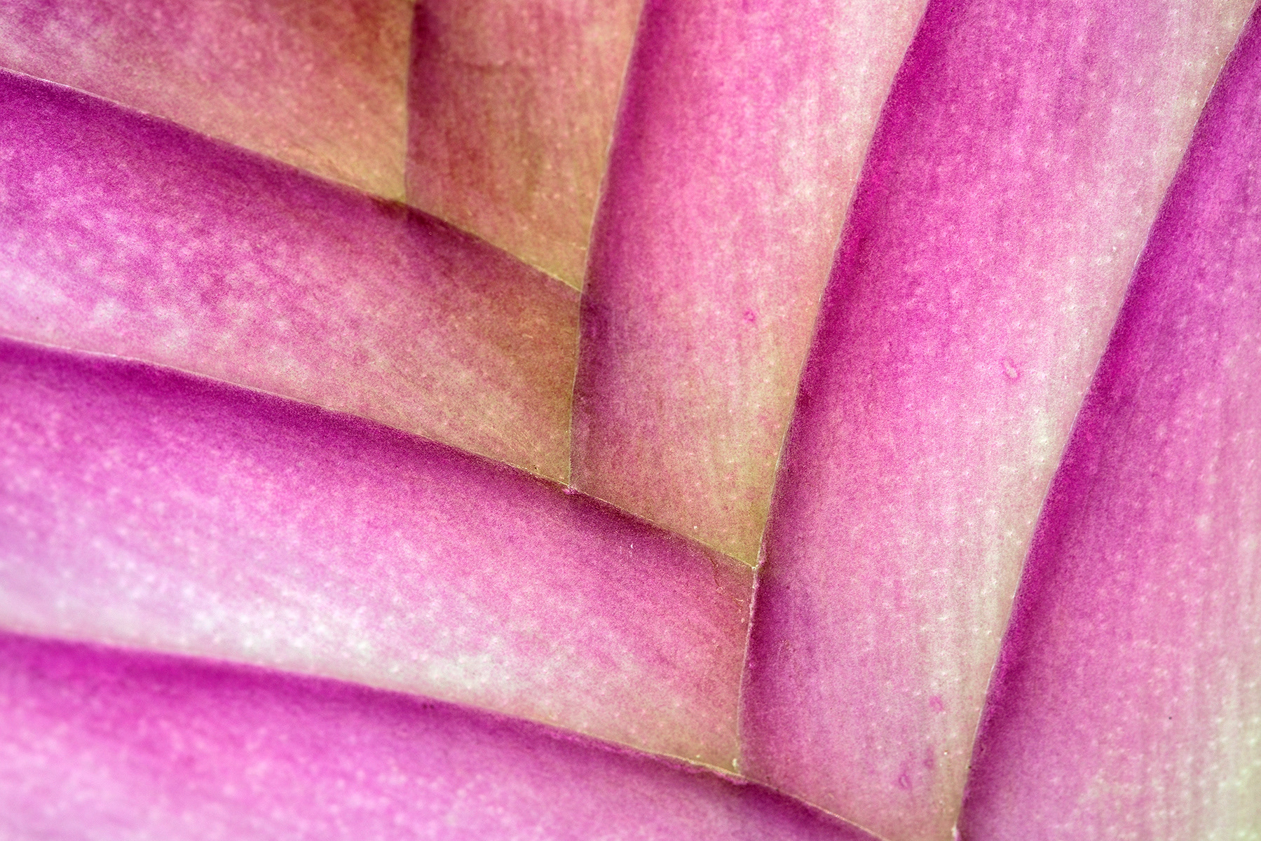 Bromelia
