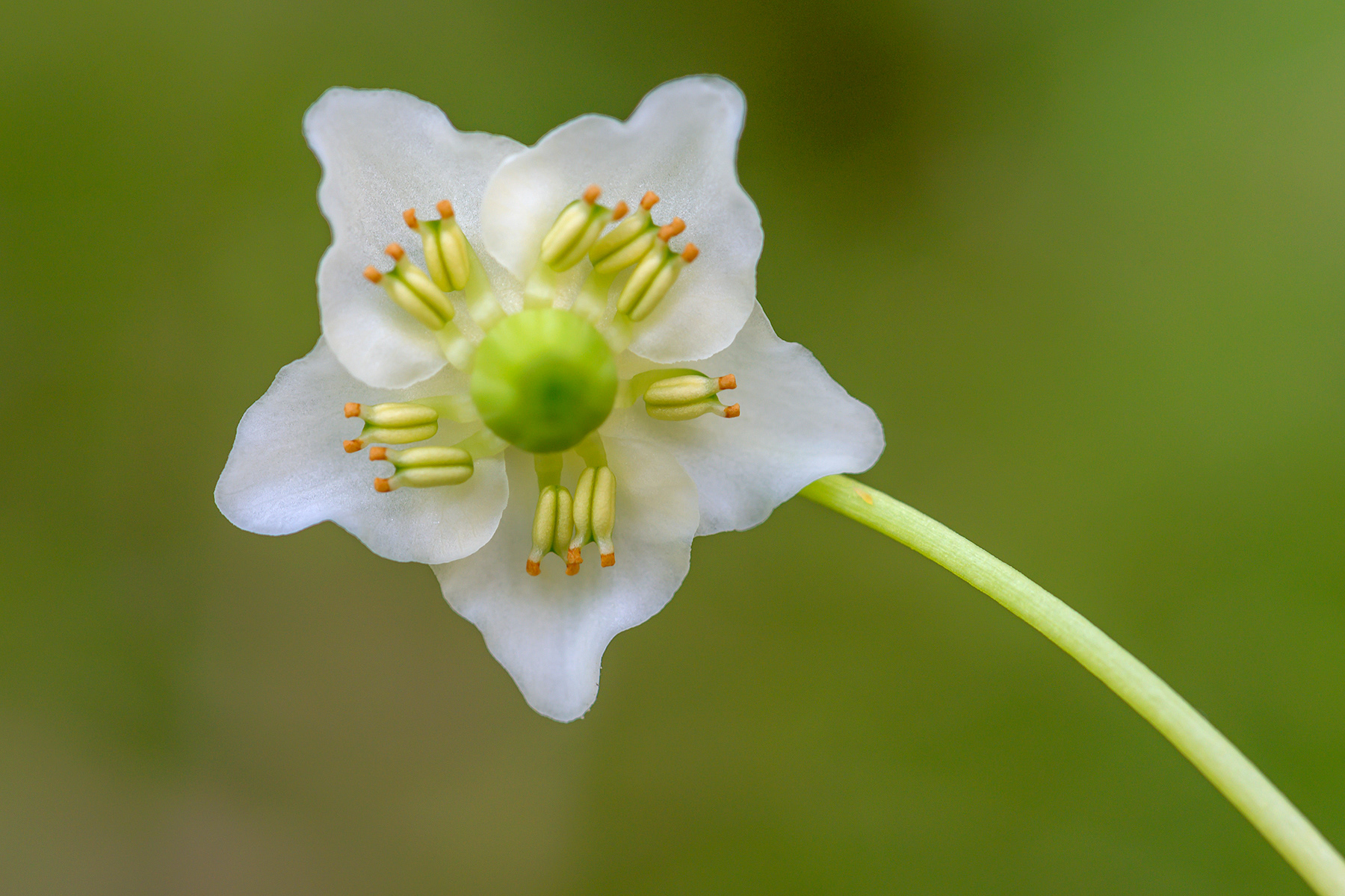 Piroletta Soldanina
