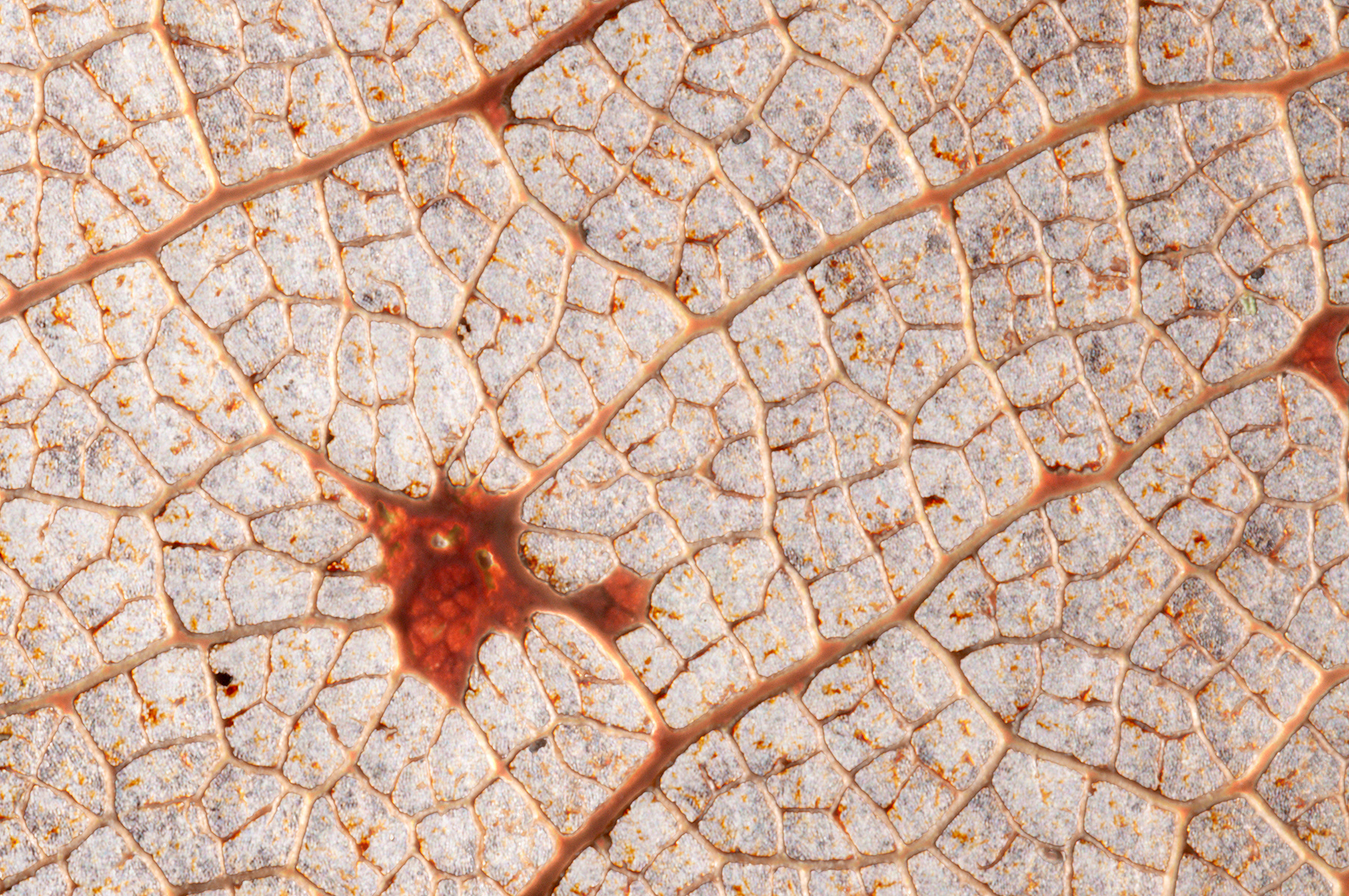 Foglia quercia - Oak leaf