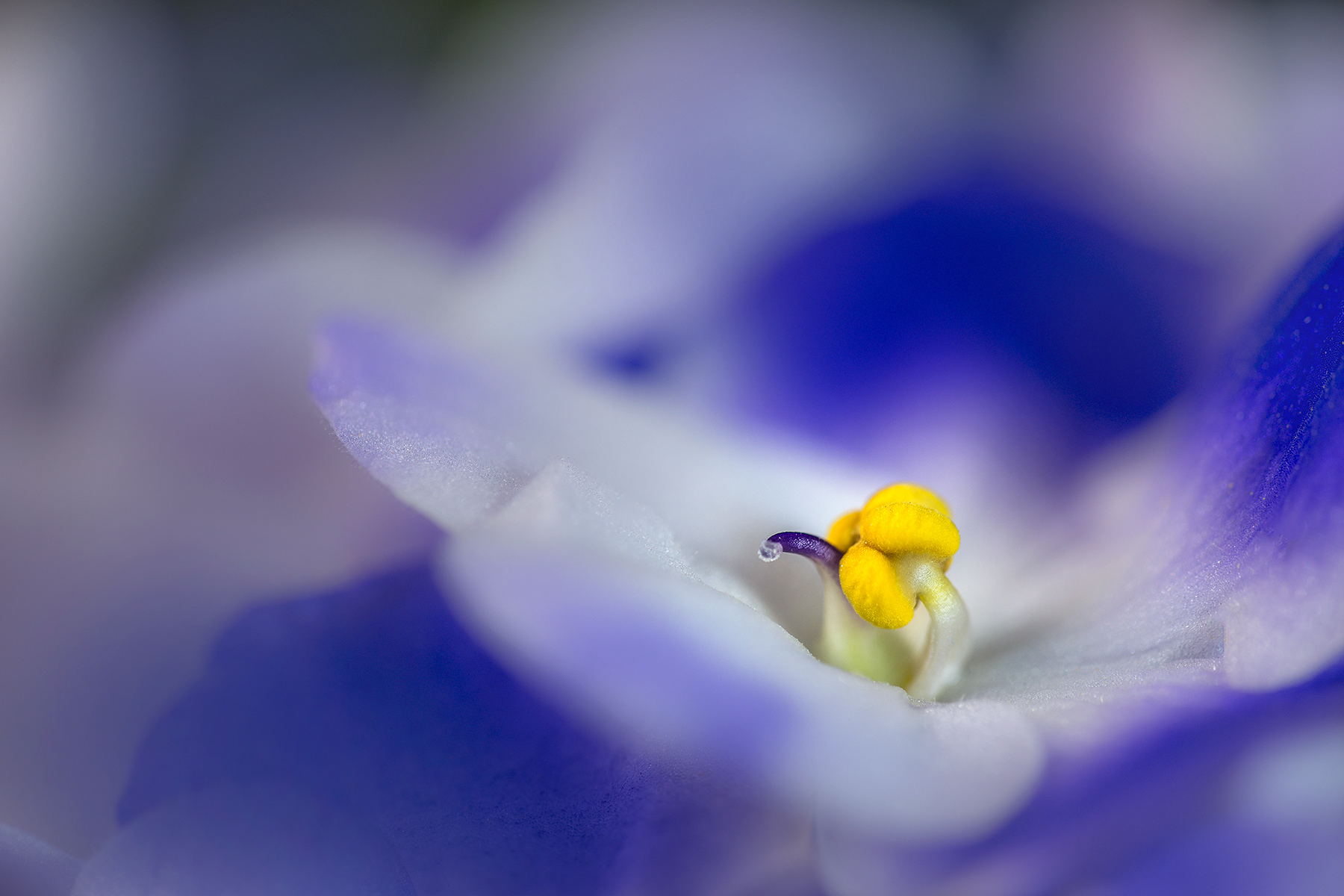 Violetta