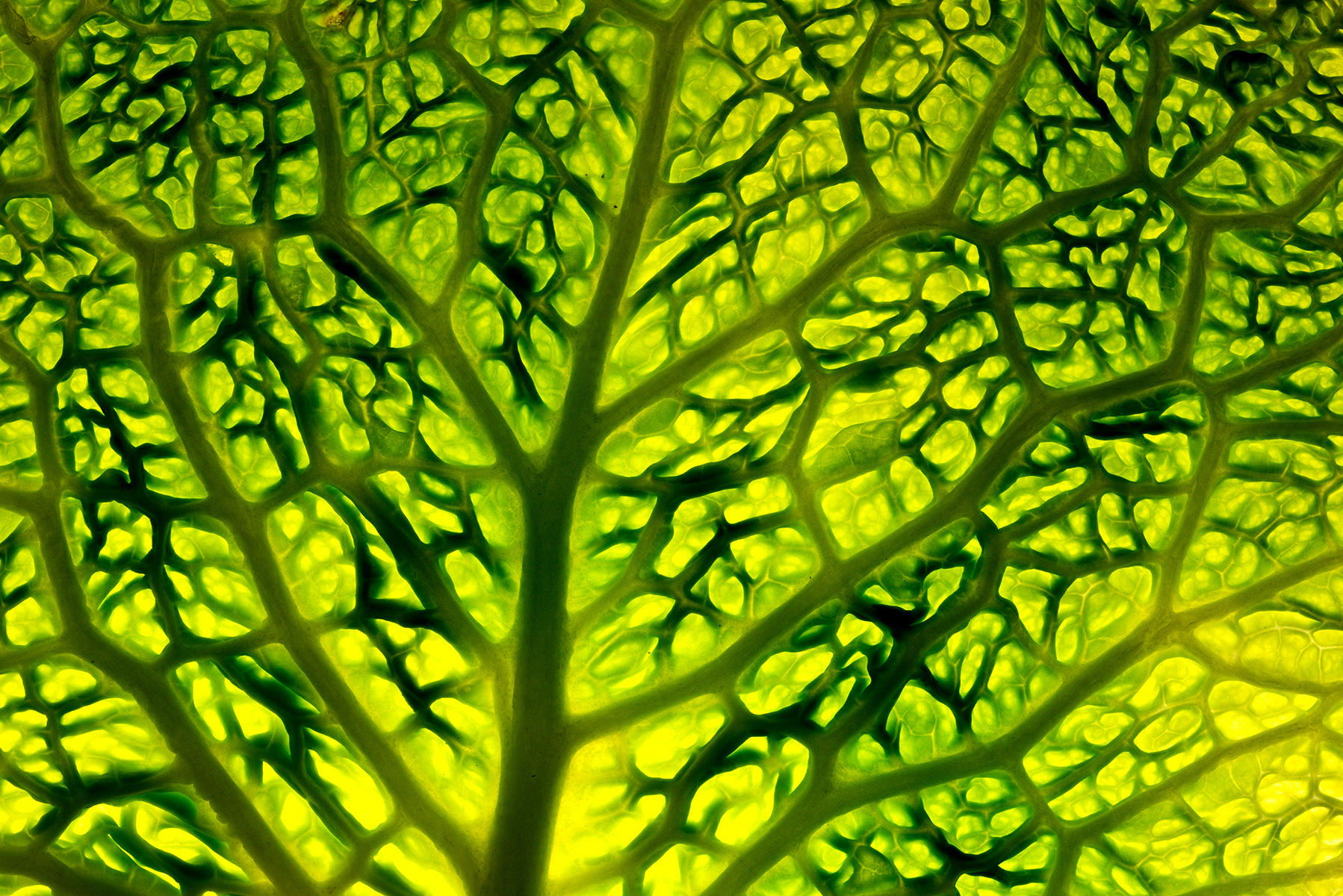 Foglia di cavolo - Cabbage leaf