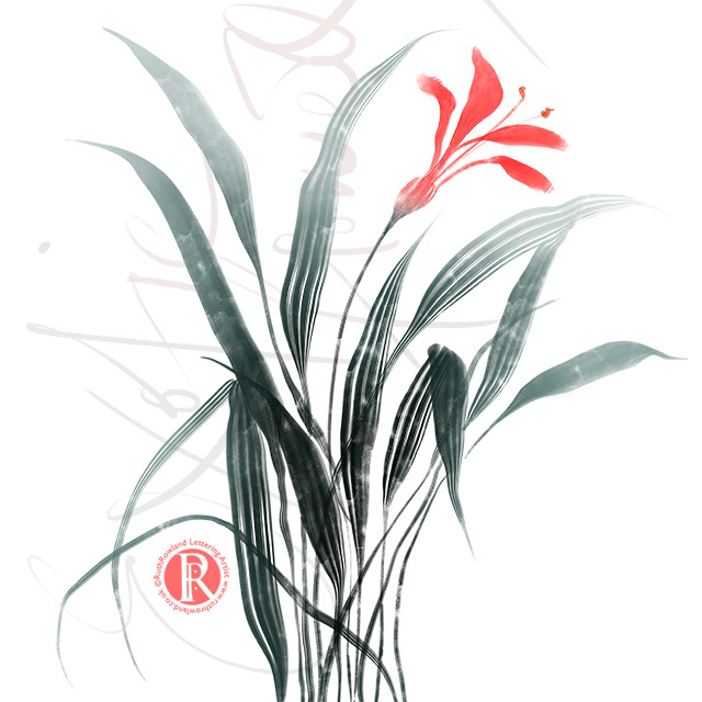 Red Lily . Flower Illustration