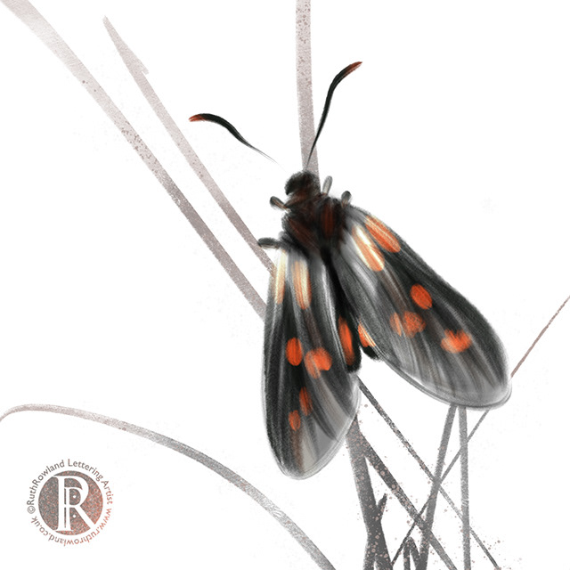 Basking Burnet . Moth Illustration