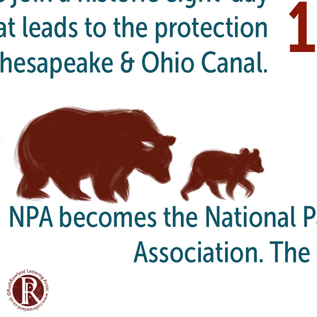 NPCA Bear Illustration Ruth Rowland Illustrator & Lettering Artist