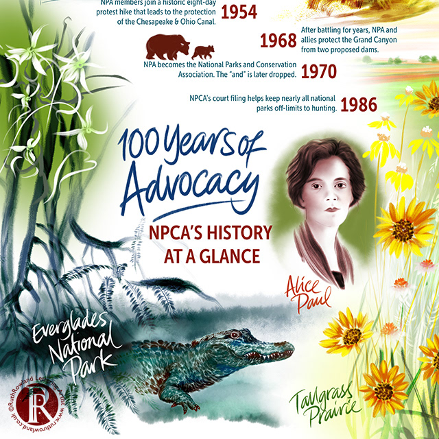 Detail Everglades, Alligator, Tallgrass Prairie and Alice Paul Portrait Illustration