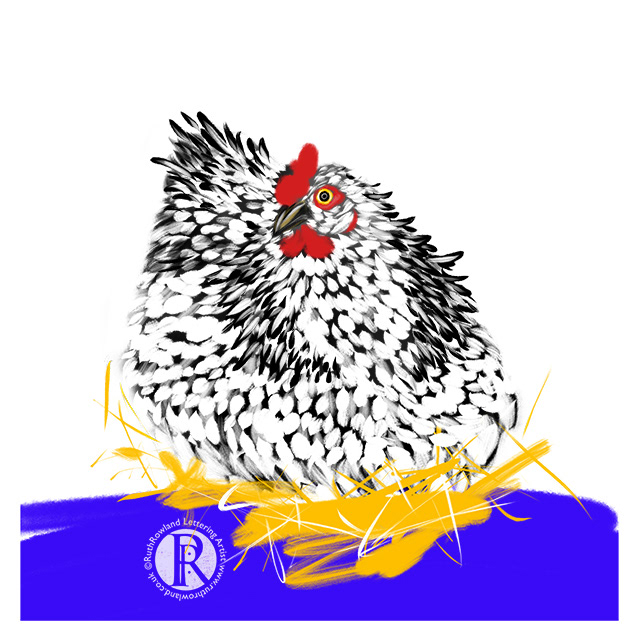 Chicken Licken . Bird Illustration