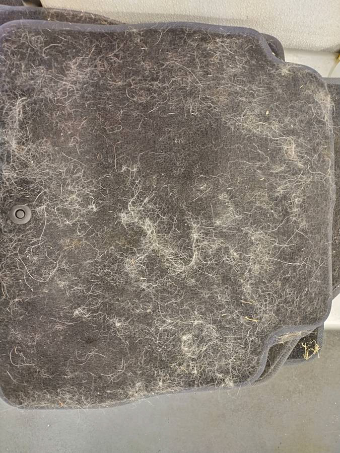 Pet Hair Removal (Before)