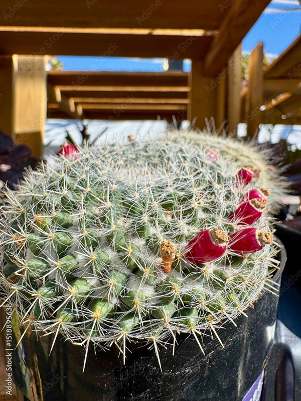 Plants Collection — Adobe Stock 1518895638