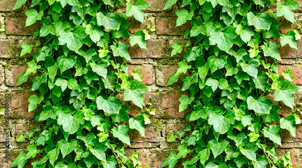 Plants Collection — Adobe Stock 1850809853