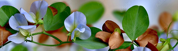 Floral - Flowers — Adobe Stock 2171198133