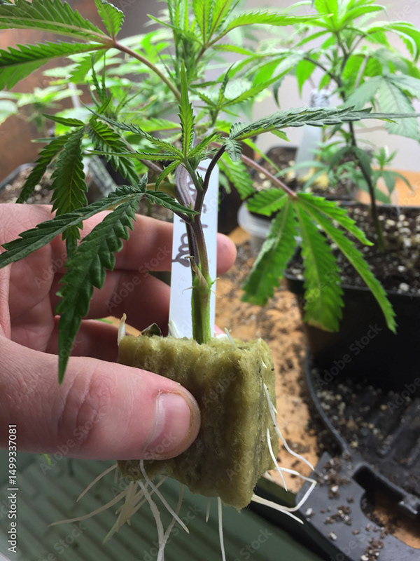 Weed Cannabis MJ Collection — Adobe Stock 1499337081