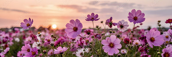 Floral - Flowers — Adobe Stock 1422977913