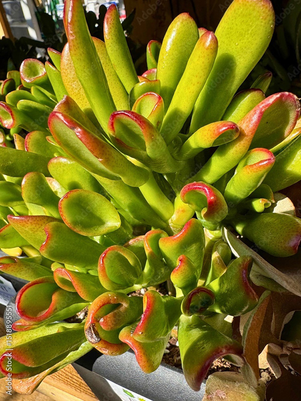 Plants Collection — Adobe Stock 1518895551
