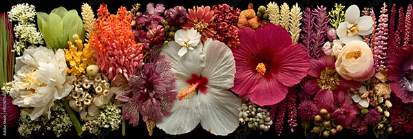 Floral - Flowers — Adobe Stock 1502875652