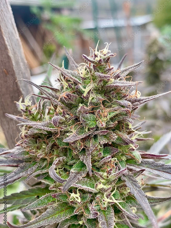 Weed Cannabis MJ Collection — Adobe Stock 1100421260