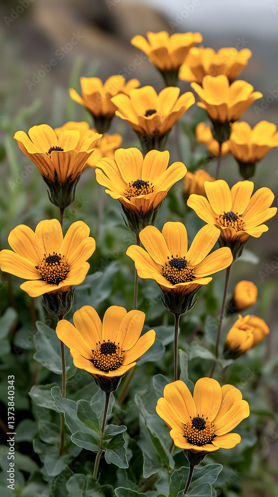 Floral - Flowers — Adobe Stock 1373840343