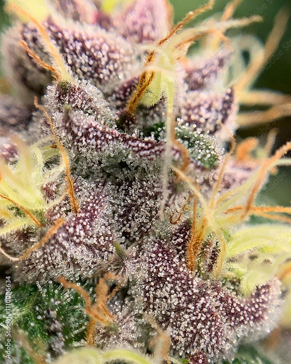Weed Cannabis MJ Collection — Adobe Stock 1110085634