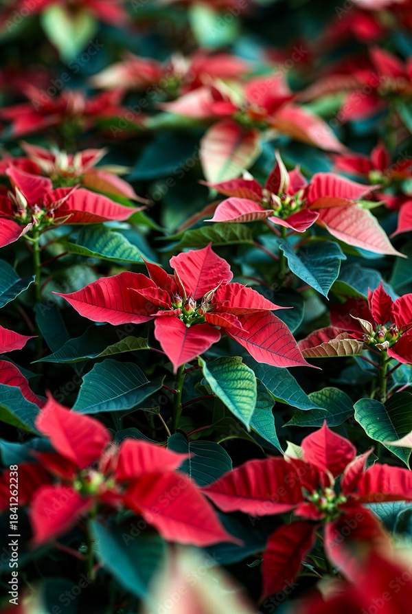 Plants Collection — Adobe Stock 1841262238