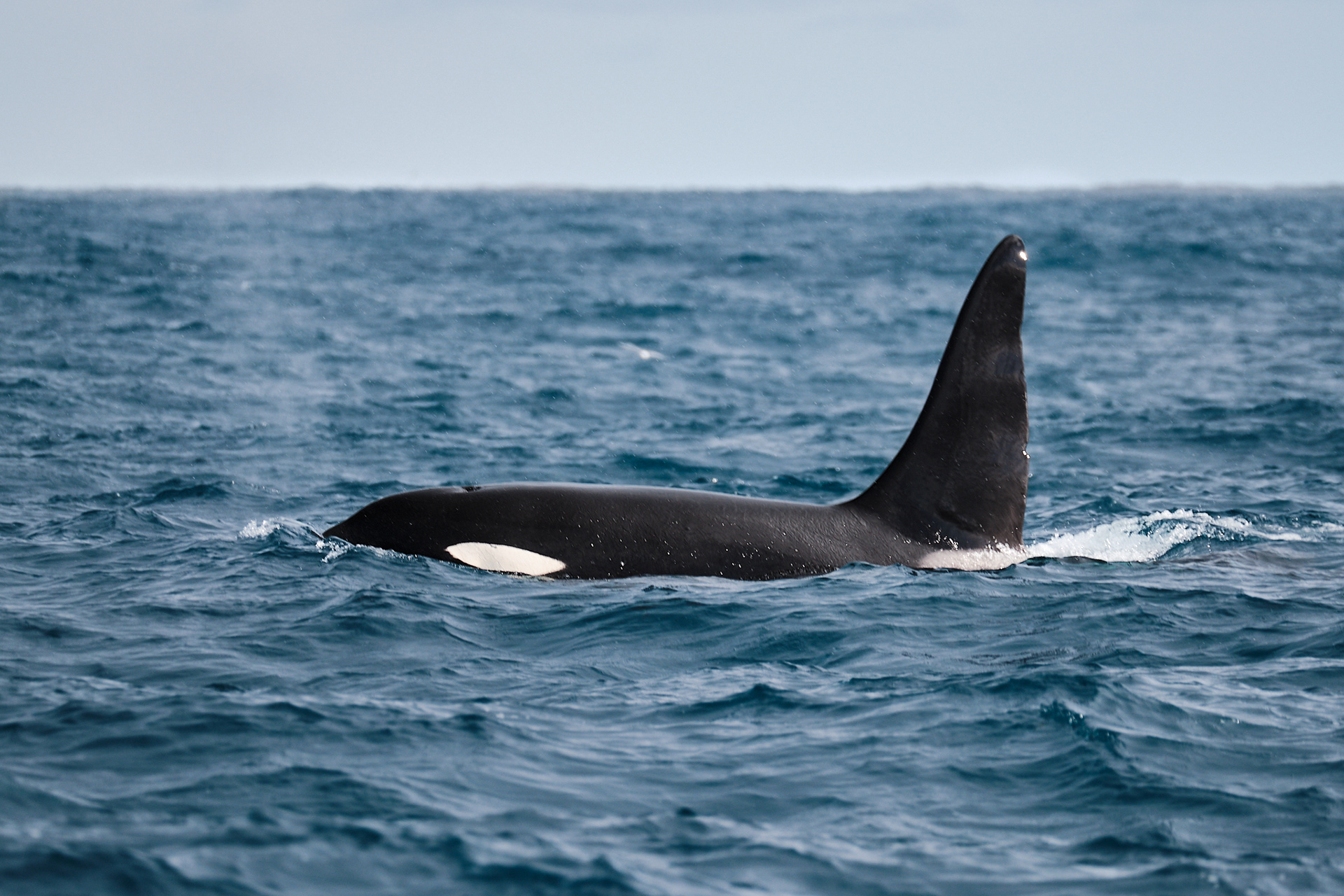 Orca