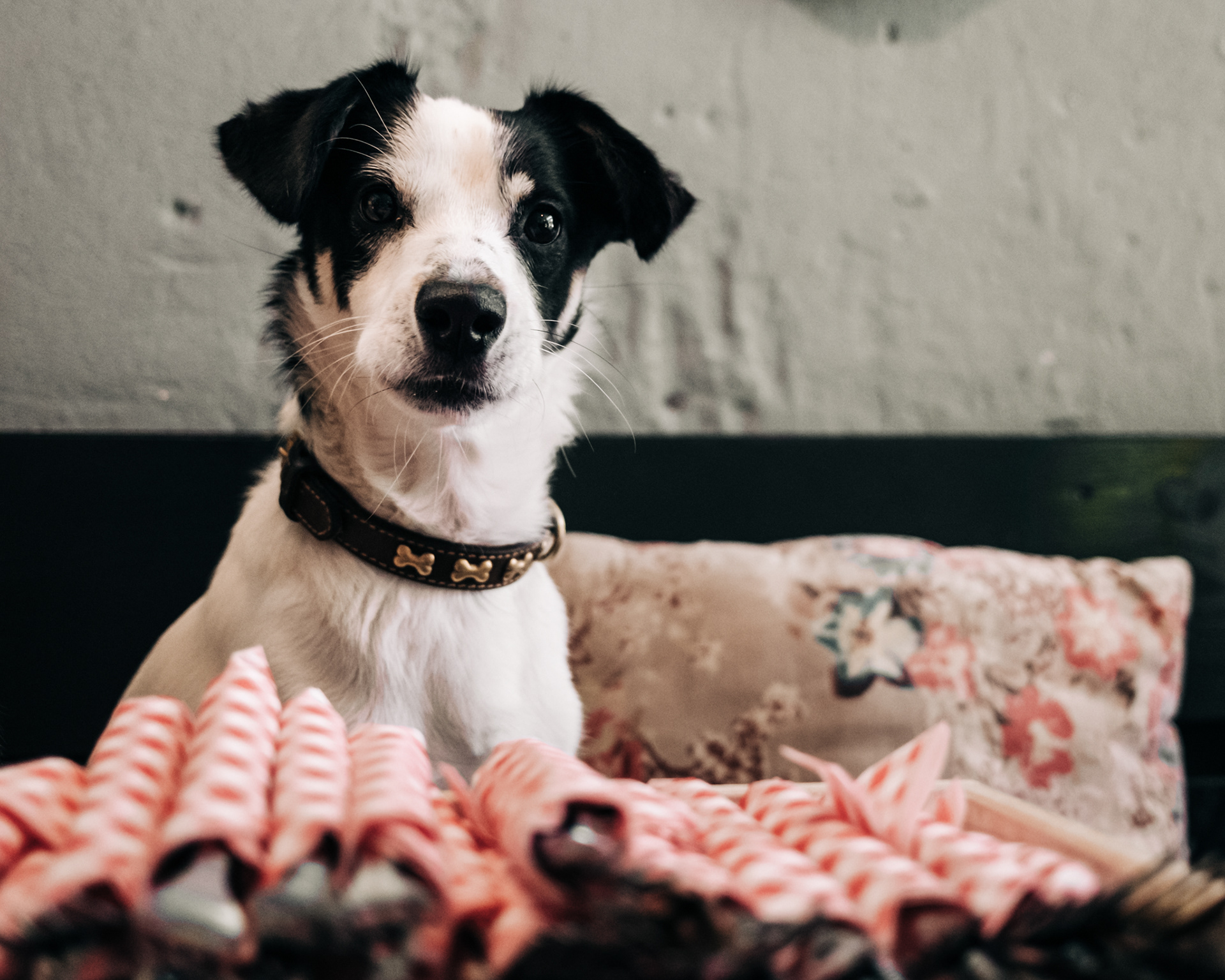 café hondje Puck