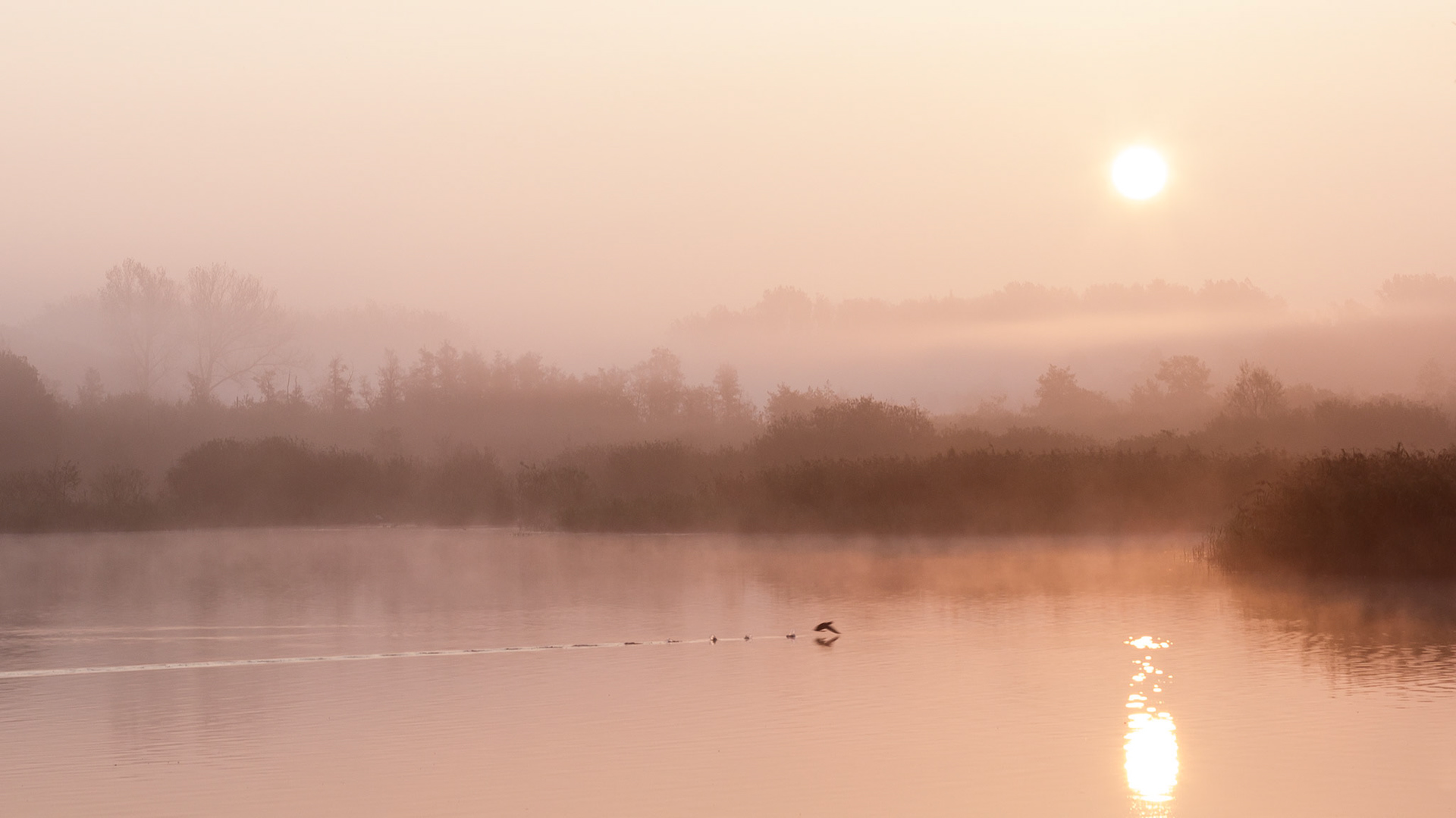 Schapenbruchteich, Braunschweig