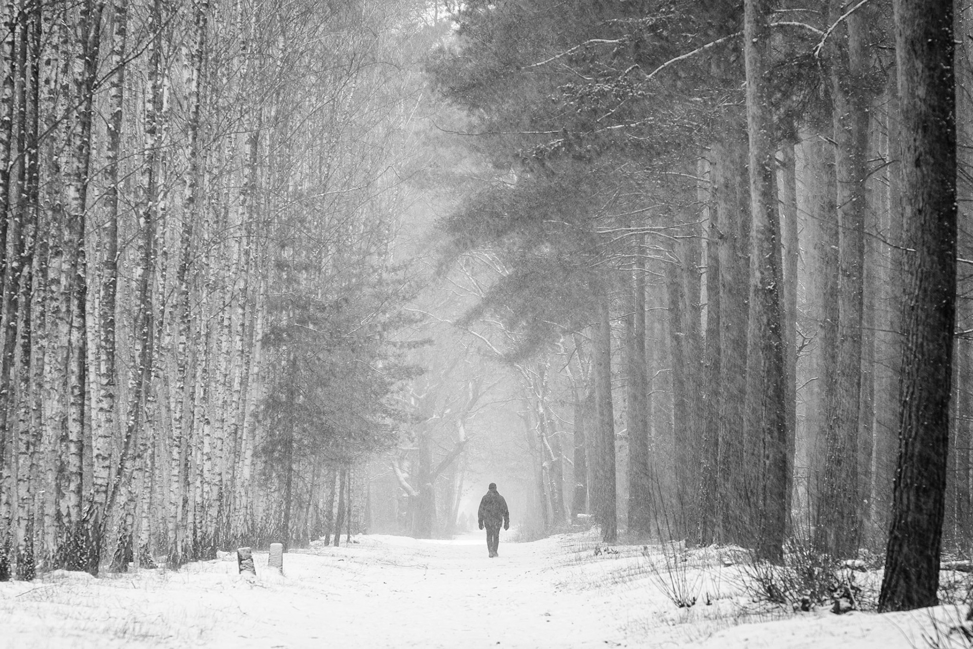 Winter Walk