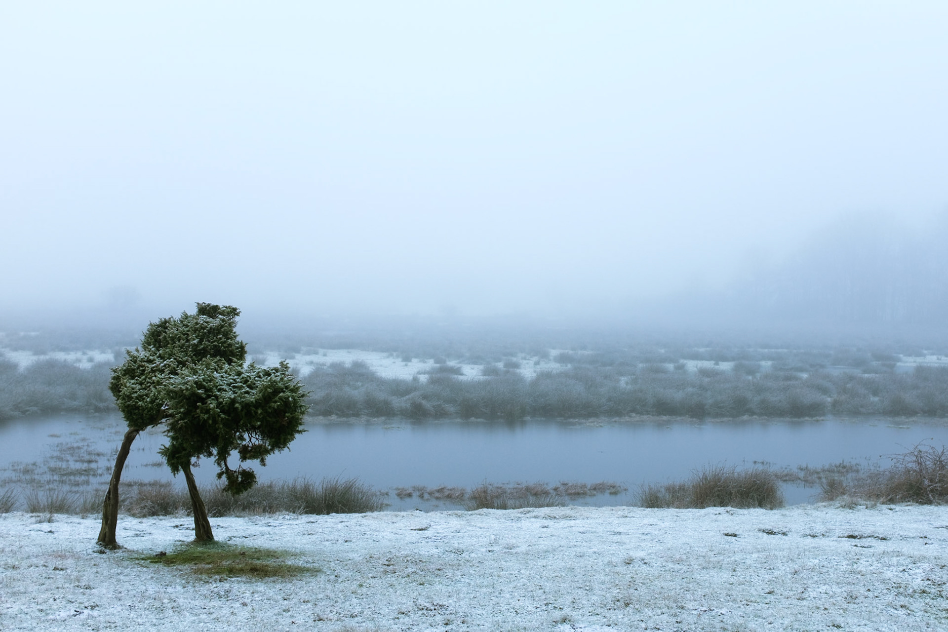 Frostiger Wacholderhain 2