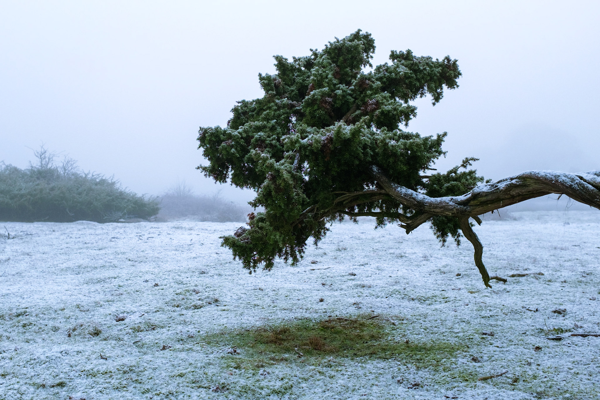 Frostiger Wacholderhain 1