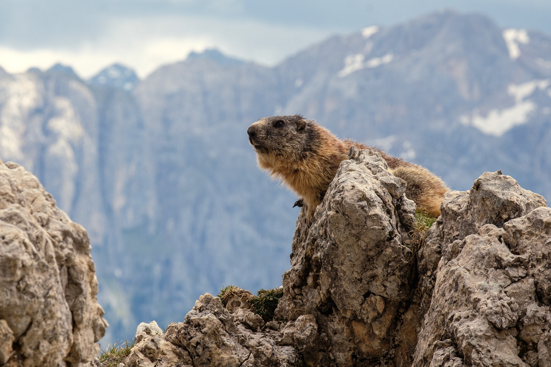 Marmot