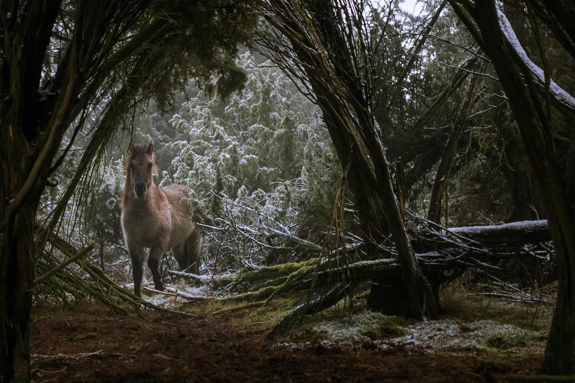 Begegnung im Wacholderhain