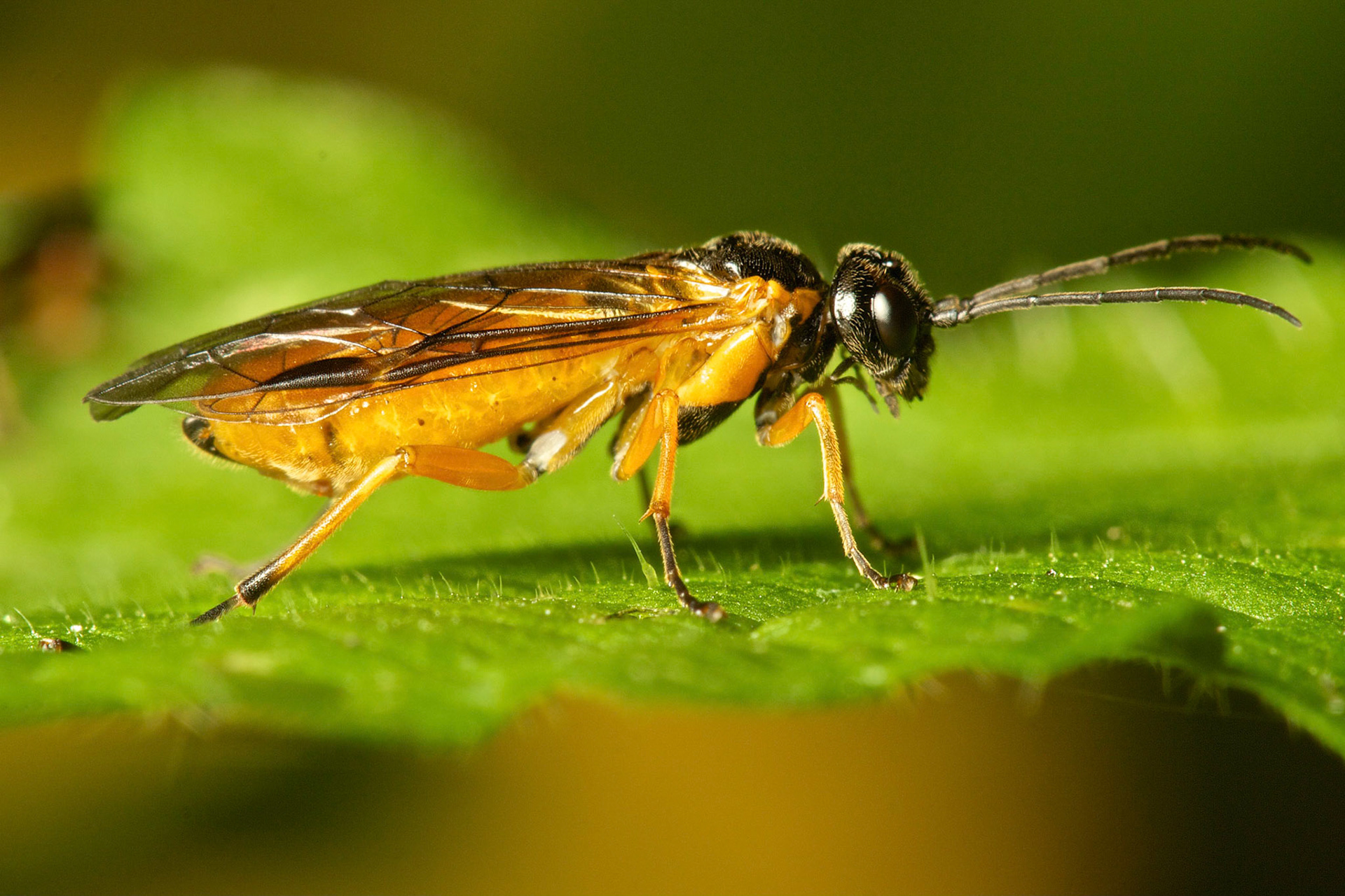 Blattwespe 3